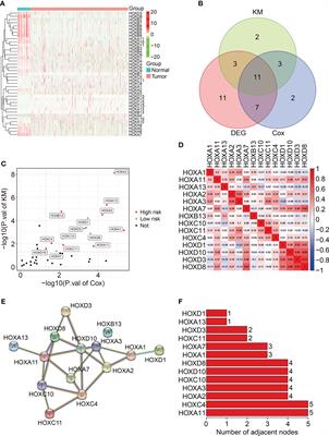 Comprehensive analysis of a homeobox family gene signature in clear cell renal cell carcinoma with regard to prognosis and immune significance